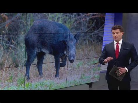 'Sad and devastating': Austin teacher raises money to stop hogs from destroying school garden